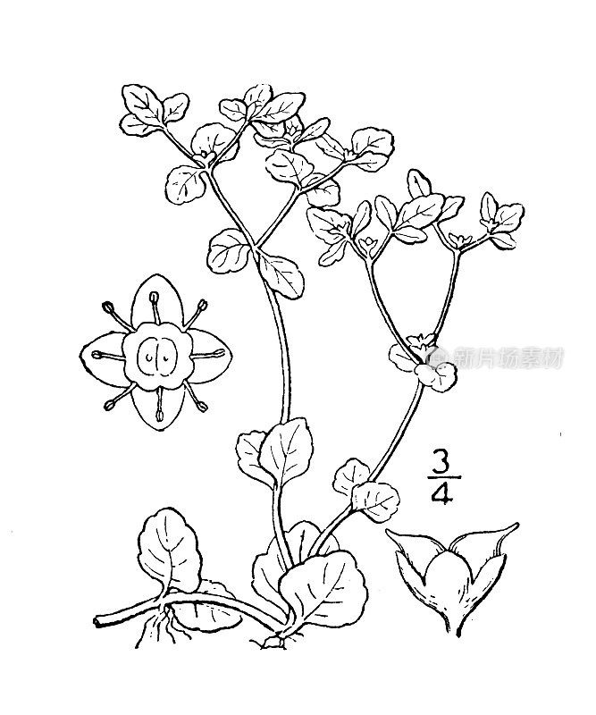 古植物学植物插图:chrysosplium Americanum, Golden Saxifrage